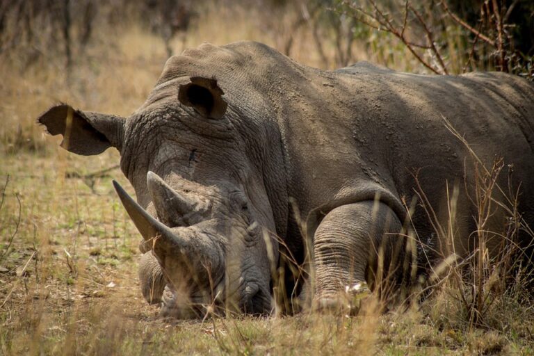 Mastering the Art of Poaching: Delicious Recipes for Perfectly Cooked Delicacies