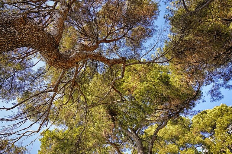 Carbon Offsetting: What It Is and How It Can Make Your Travels Greener