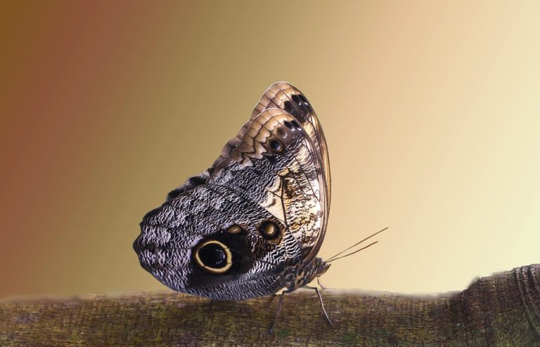 Exploring the World Through a Macro Lens: Unique Travel Photography Approaches