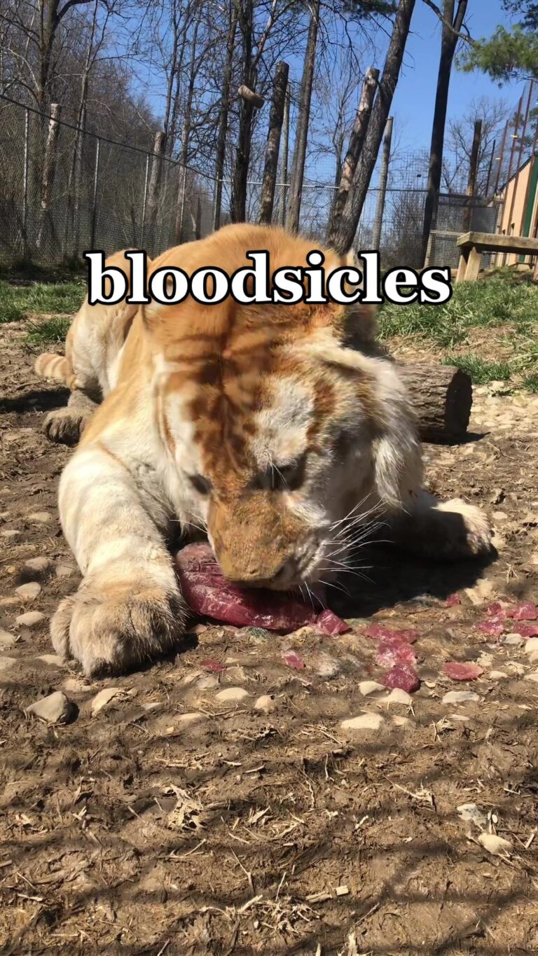 @ifawglobal Enrichment is an important part of care for rescued big cats at @Bla…