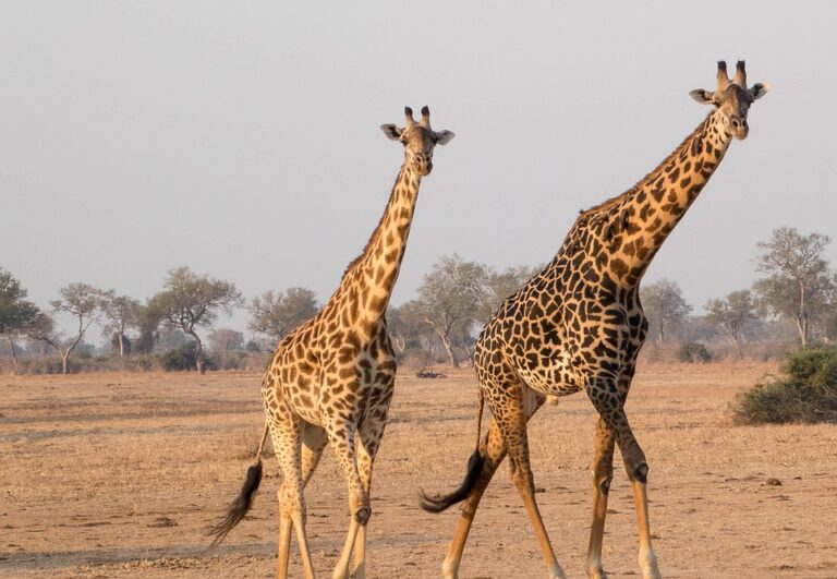 Rethinking Luxury: The Rise of High-End Ecotourism Experiences