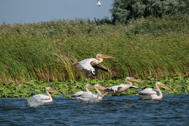 Ecotourism and Mental Health: The Therapeutic Benefits of Nature Travel